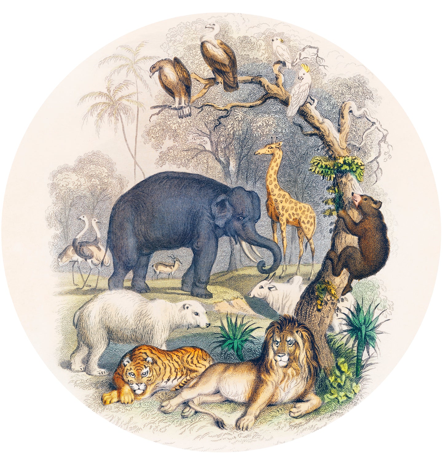 CIRQUE ACT ONE Pattern No A HISTORY OF THE EARTH - (63000)