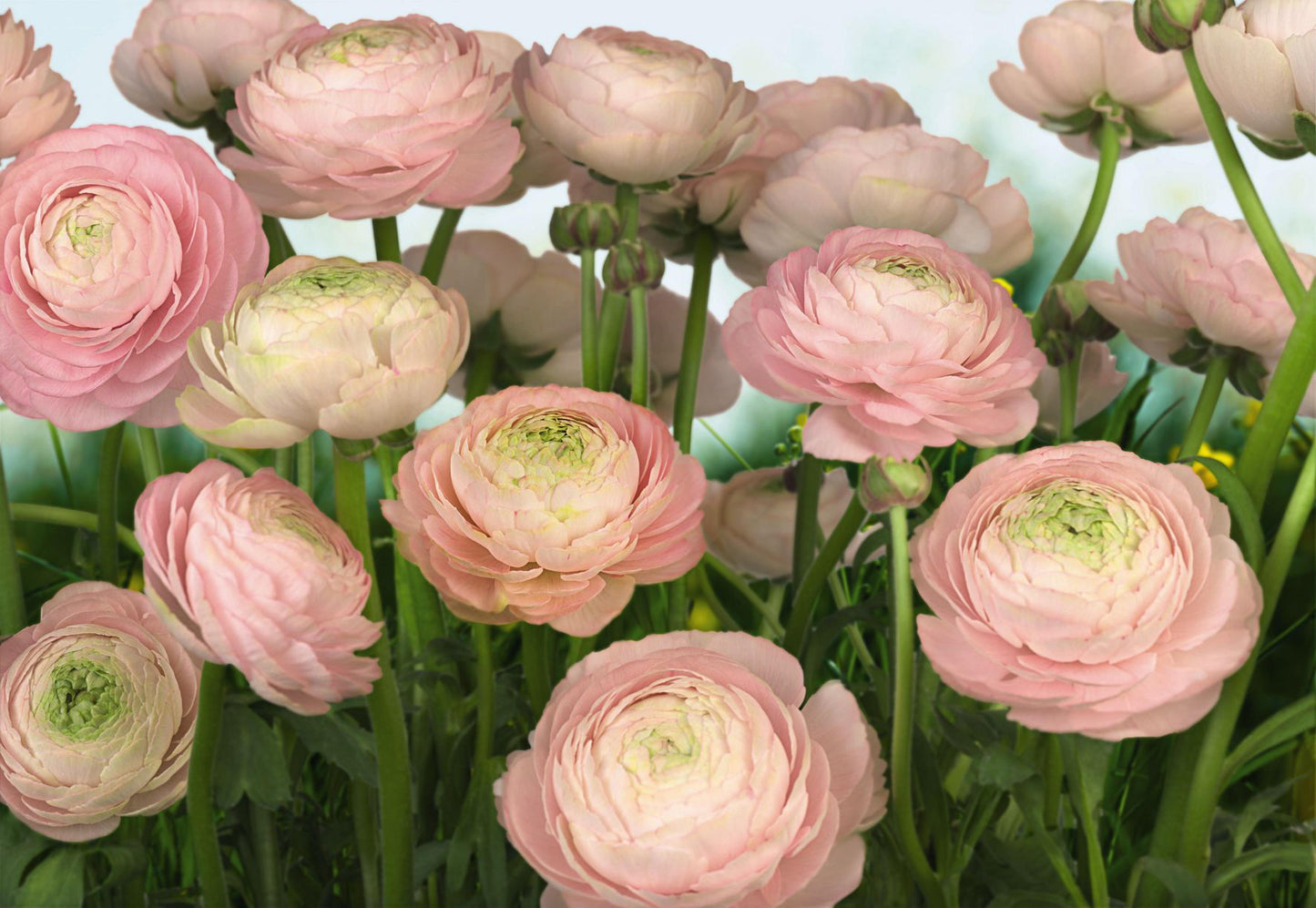 KOMAR VOLUME 15 Wallpaper Pattern No 8-894