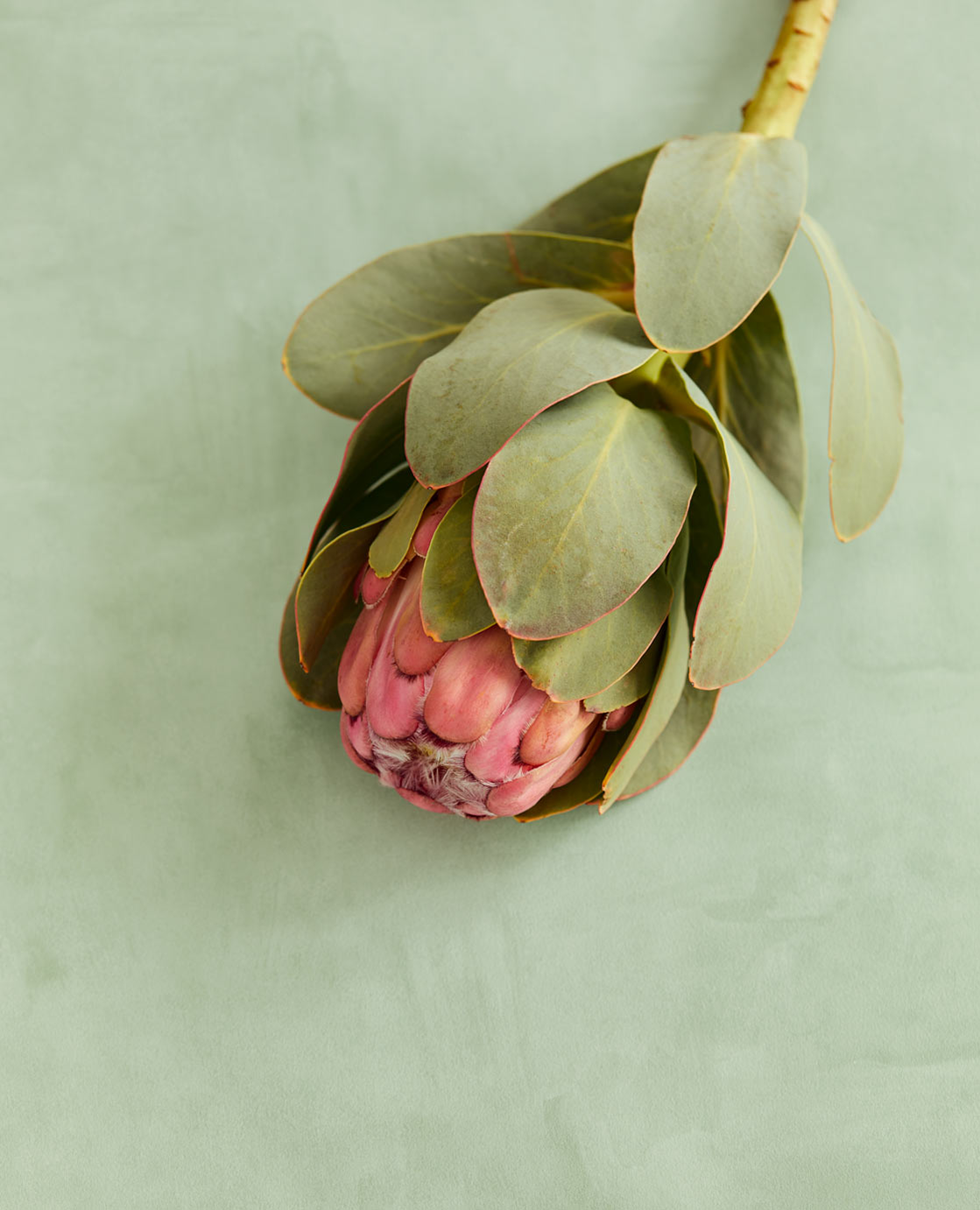 UNIFY Wallpaper Pattern No E333221