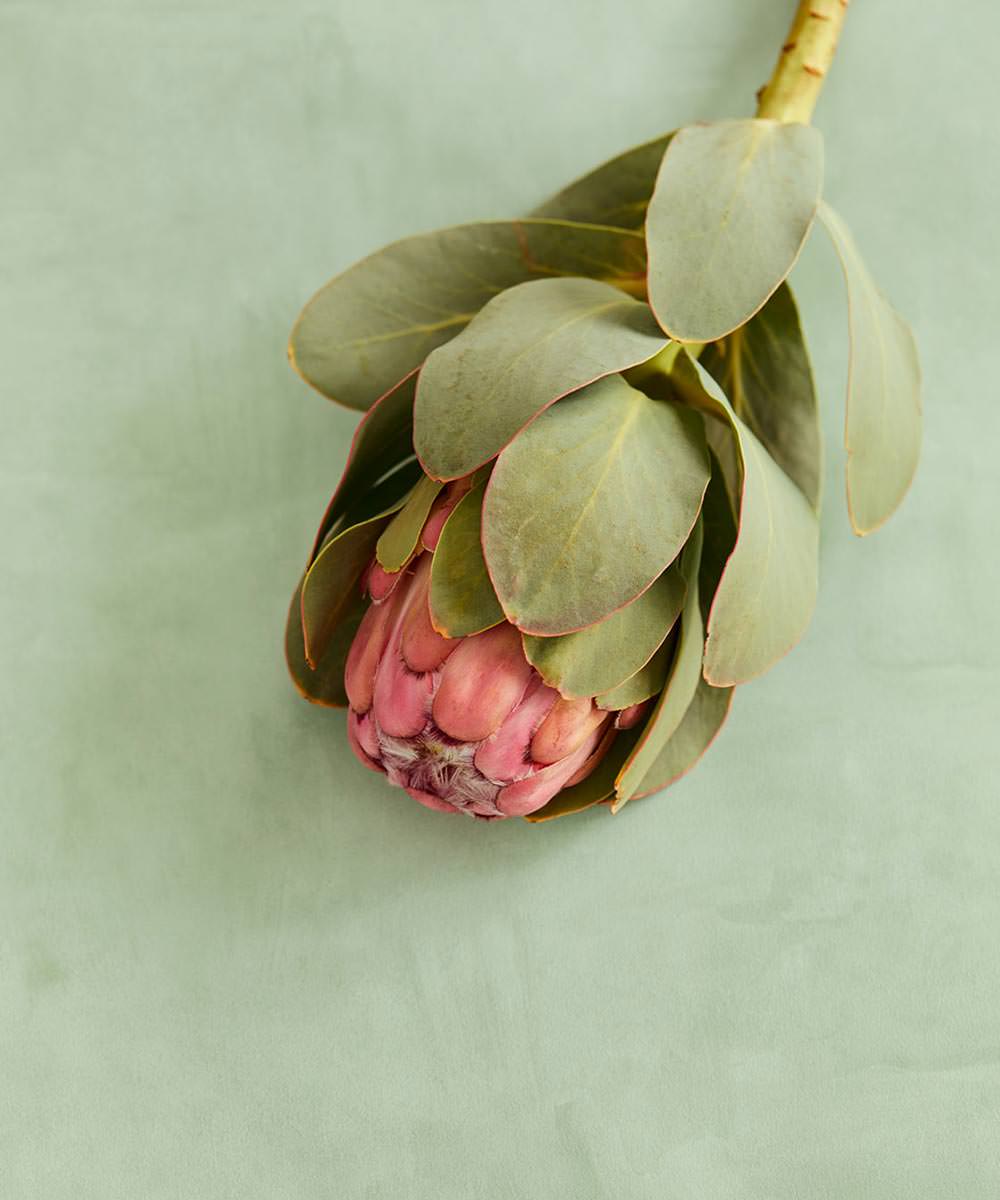 VIVID Wallpaper Pattern No E384553